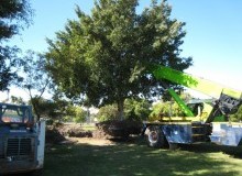 Kwikfynd Tree Management Services
northlands